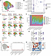 A subset of patients contains clonally expanded, granzyme- and perforin-exp