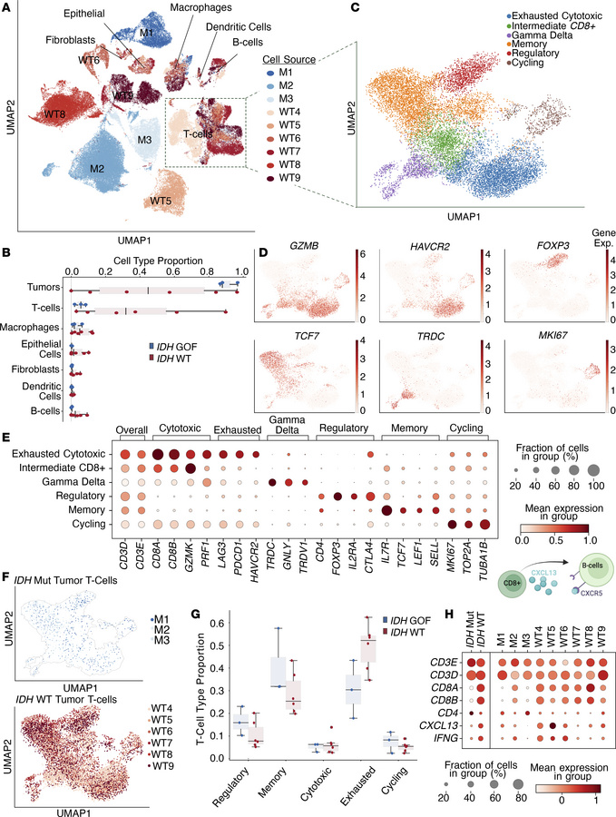 Single-cell RNA-seq shows a decrease in TIL in IDH GOF melanoma.
Single-...