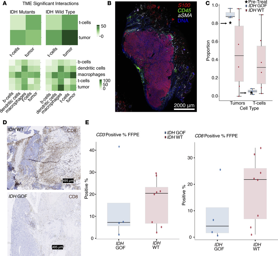 
IDH GOF mutant tumors have decreased T cell and tumor interactions and ...