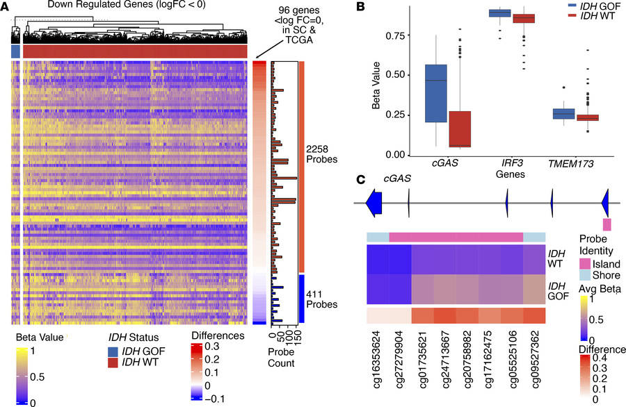 
IDH GOF melanoma demonstrates global methylation and silencing of the c...