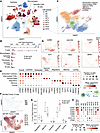Single-cell RNA-seq shows a decrease in TIL in IDH GOF melanoma.
