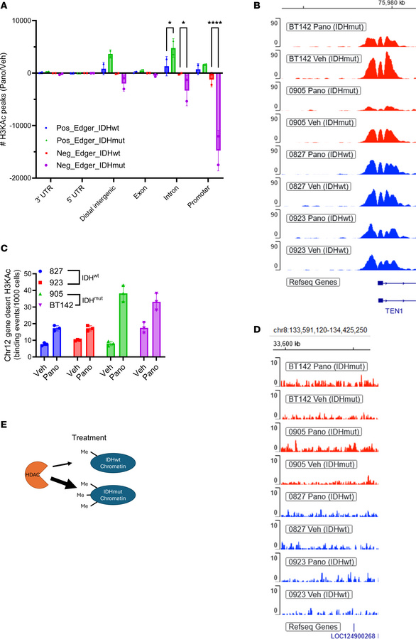 IDH mutations influence HDACi-mediated histone acetylation at specific g...