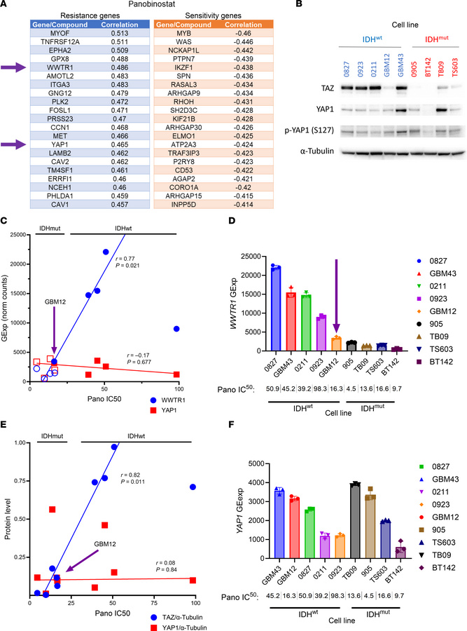 WWTR1 gene expression and TAZ protein levels are associated with HDACi s...