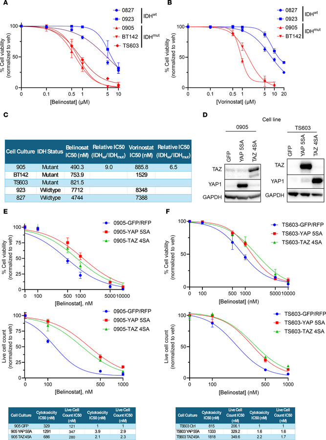 YAP/TAZ are downregulated in IDHmut gliomas and affect HDACi response.
(...