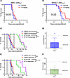 IDHmut predicts response to HDACi in intracranial xenograft models of gliom