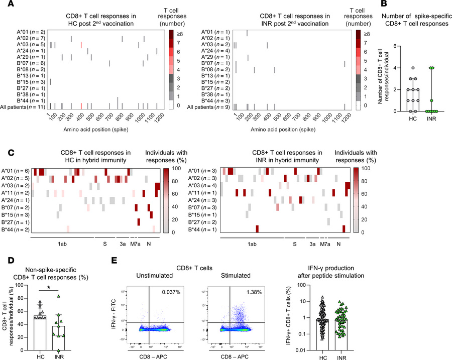 Restricted virus-specific CD8+ T cell repertoire after vaccination and i...