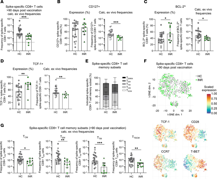 Reduced spike-specific CD8+ T cell memory formation in INR compared with...
