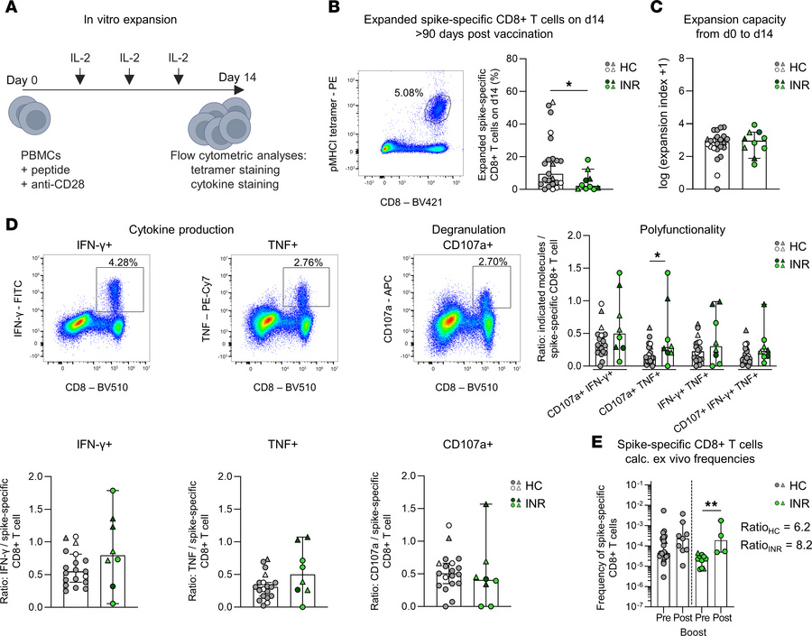 Similar in vitro and in vivo recall responses of spike-specific CD8+ T c...