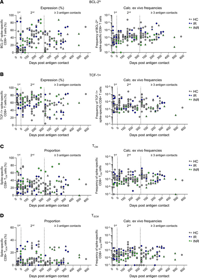 Stable long-term memory of spike-specific CD8+ T cells in INR, IR, and H...