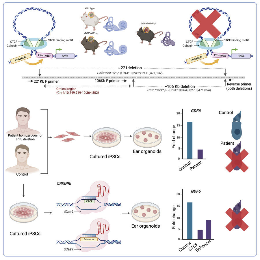 graphical abstract
