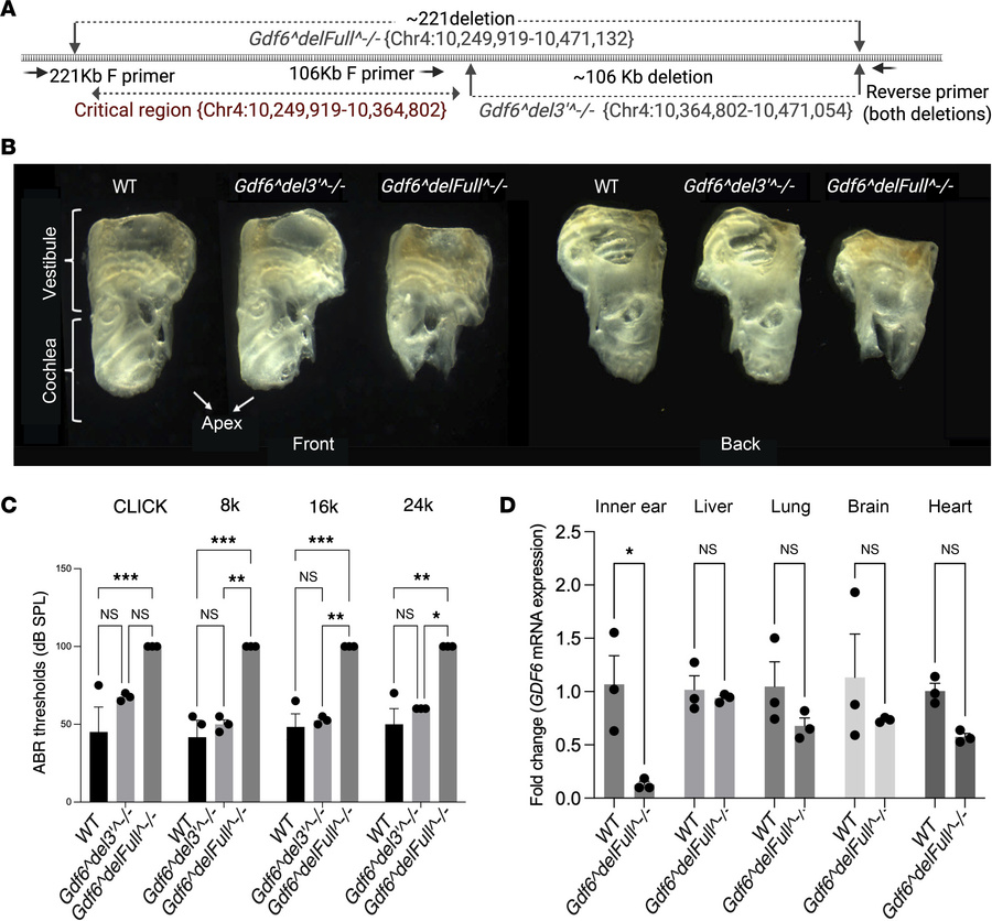 Characterization of Gdf6delFull–/– and Gdf6del3′–/– mice.
(A) Schematic ...