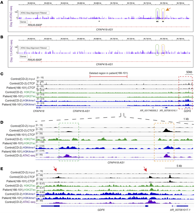 Chromatin accessibility and epigenomic profiling reveal CTCF binding sit...