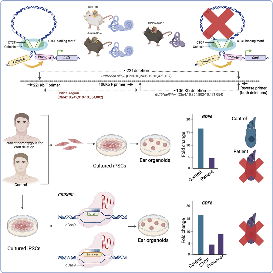 graphical abstract