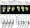 Characterization of Gdf6delFull–/– and Gdf6del3′–/– mice.