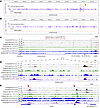 Chromatin accessibility and epigenomic profiling reveal CTCF binding sites