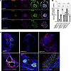 CRISPRi perturbation of a GDF6 regulatory region impairs otic epithelial or