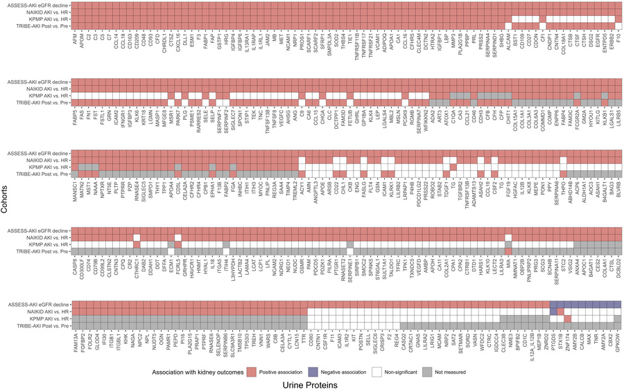 Urinary protein associations with kidney outcomes across cohorts.
Positi...