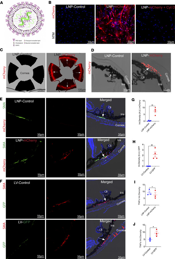 LNPs selectively and efficiently transduce the TM in vitro and in vivo, ...