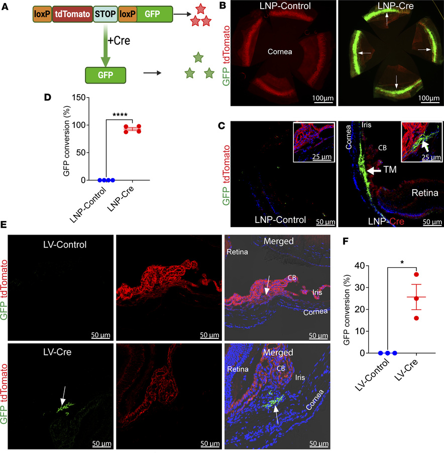 LNP-Cre induces efficient and selective Cre recombination in the TM of m...