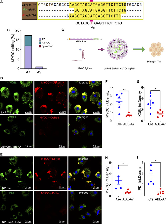 LNP-ABE edits MYOC and reduces intracellular accumulation of mutant MYOC...
