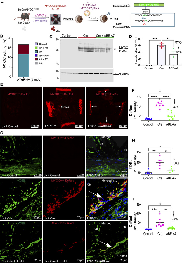 LNP-ABE-A7 edits MYOC and reduces intracellular mutant protein accumulat...