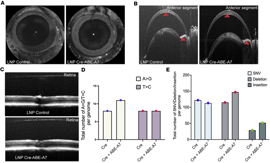 LNP-ABE-A7 shows no ocular toxicity or off-target editing effects in Tg....