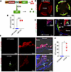 LNP-Cre induces efficient and selective Cre recombination in the TM of mTmG
