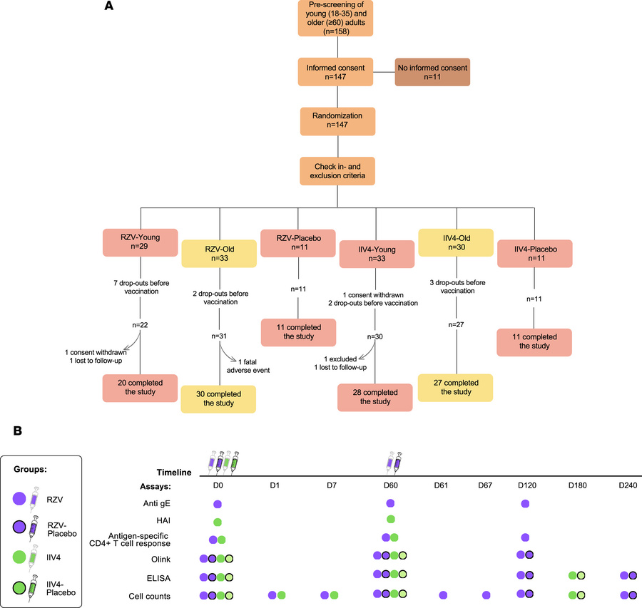 Summary of the clinical study and the time points of each assay.
(A) The...