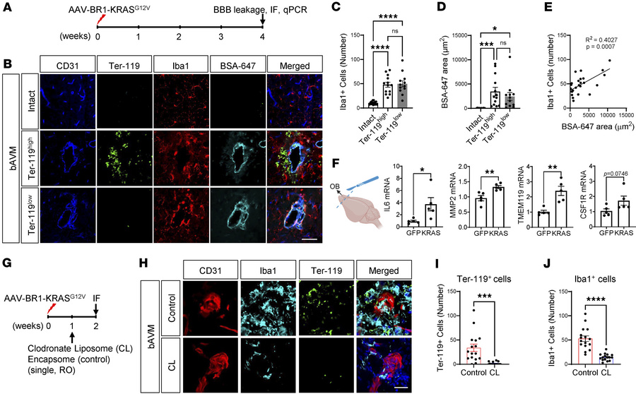Early-stage–activated MG are responsible for the ICH occurrence in KRASG...