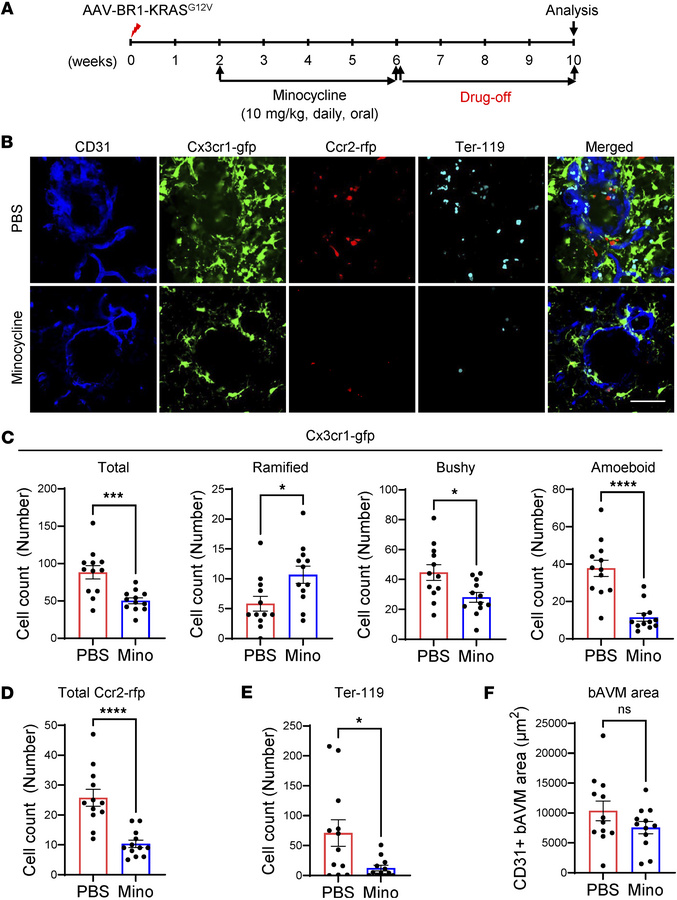 Minocycline exerts a sustained inhibitory effect on MG/Mϕ activation/inf...