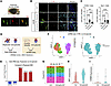 Human bAVMs display the presence of MG/Mϕ in bAVM territories.