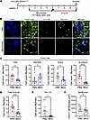Minocycline exerts a sustained inhibitory effect on MG/Mϕ activation/infilt