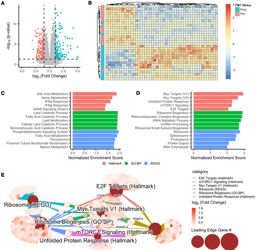 FMT drives changes in host transcriptional profiles.
(A) Volcano plot sh...