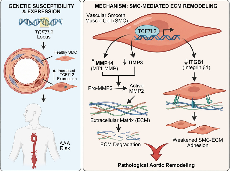graphical abstract