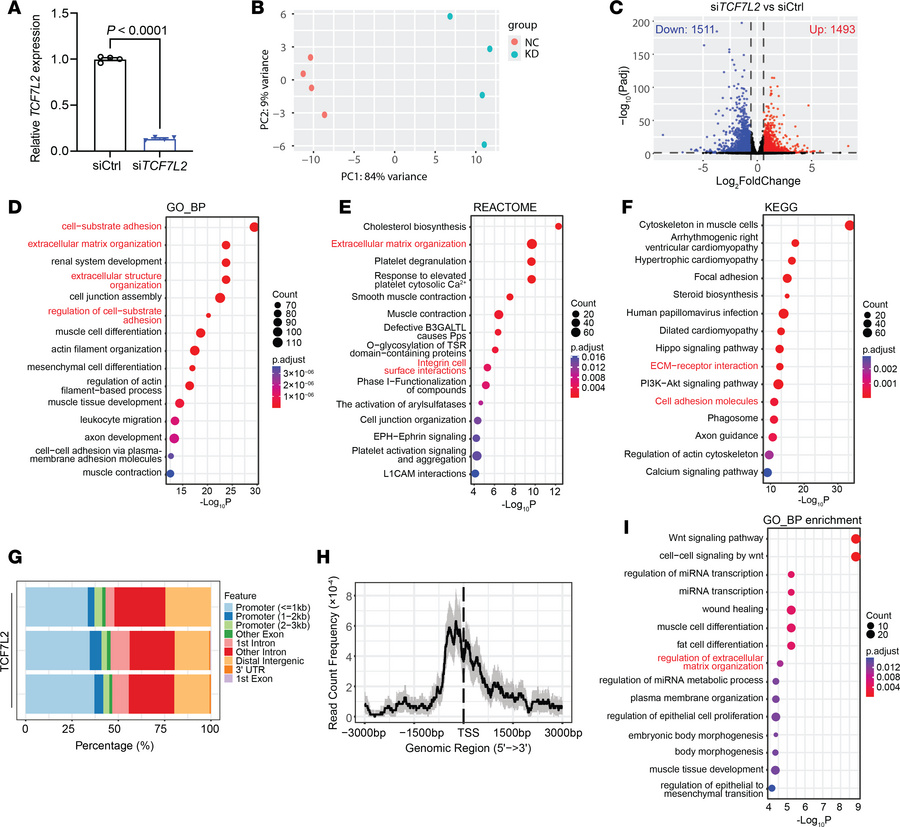 Transcriptomic and epigenetic profiling reveals TCF7L2 as a regulator of...
