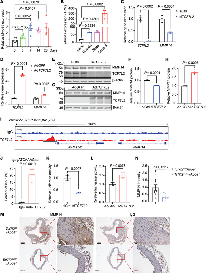 TCF7L2 upregulates MMP14 expression in VSMCs and AAA lesions.
(A) qPCR a...