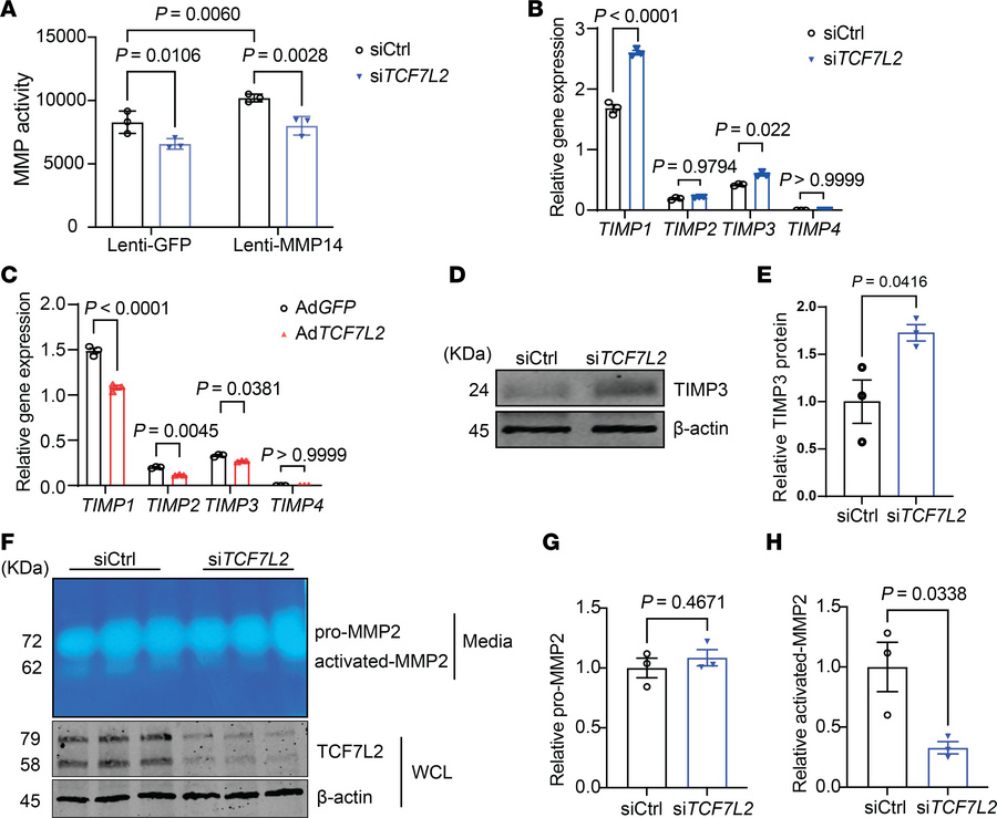 TCF7L2 promotes MMP activity by upregulating MMP14 and repressing TIMP3....