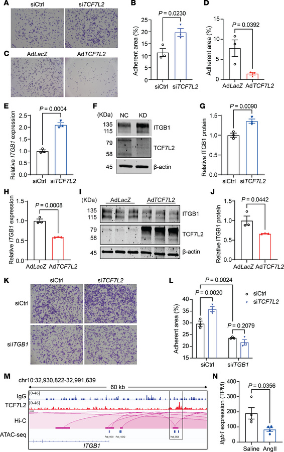 TCF7L2 represses ITGB1 to disrupt VSMC-ECM adhesion.
(A–D) HASMCs were t...