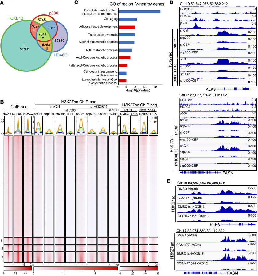 p300 co-occupies and activates HOXB13/HDAC3-bound lipogenic enhancers.
(...
