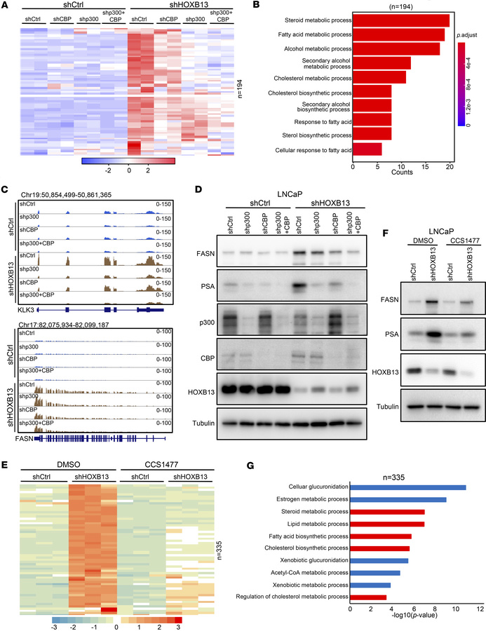 p300 and CBP are required for HOXB13-loss-induced lipogenic program.
(A)...