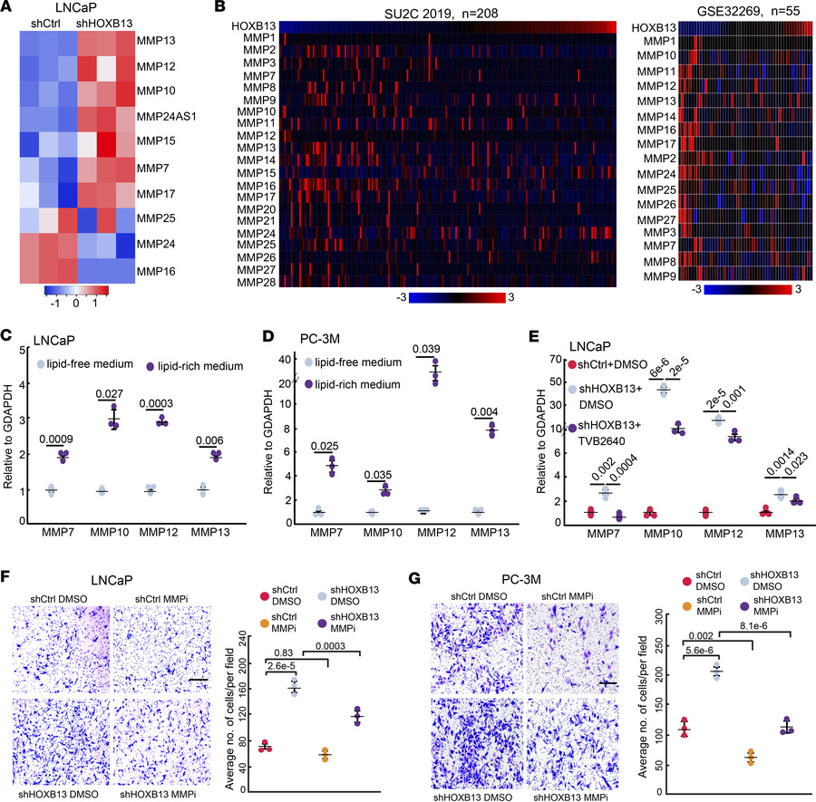 Lipid-induced MMP genes mediate HOXB13-loss-induced cell motility.
(A) H...