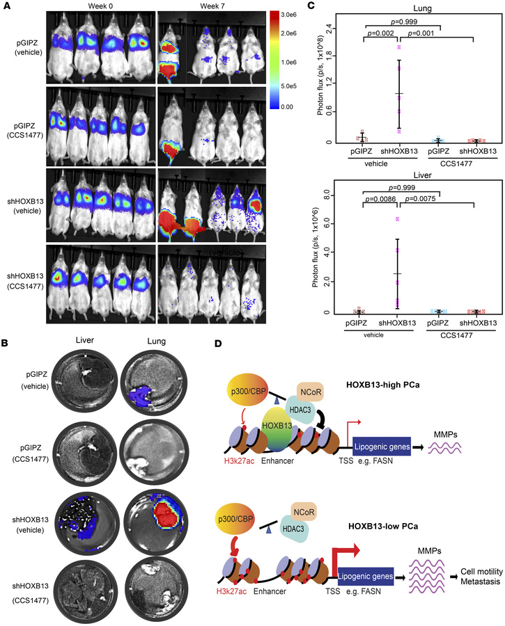 Pharmacological inhibitors of p300 and CBP abolished HOXB13-low tumor me...