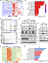 p300 and CBP are required for HOXB13-loss-induced lipogenic program.