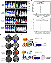 Pharmacological inhibitors of p300 and CBP abolished HOXB13-low tumor metas