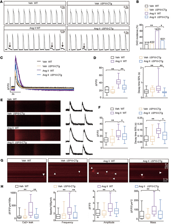 USP10 overexpression mitigates abnormal calcium handling and DADs.
(A) R...
