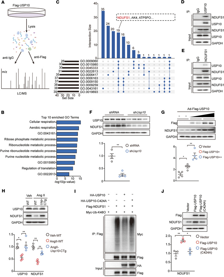 USP10 interacts with and deubiquitinates NDUFS1.
(A) Diagram illustratin...