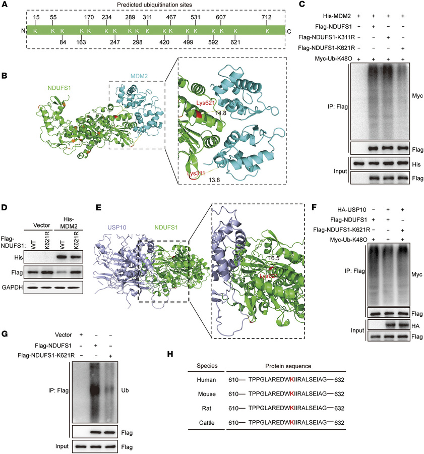 USP10 deubiquitinates NDUFS1 at K621.
(A) Predicted ubiquitination sites...