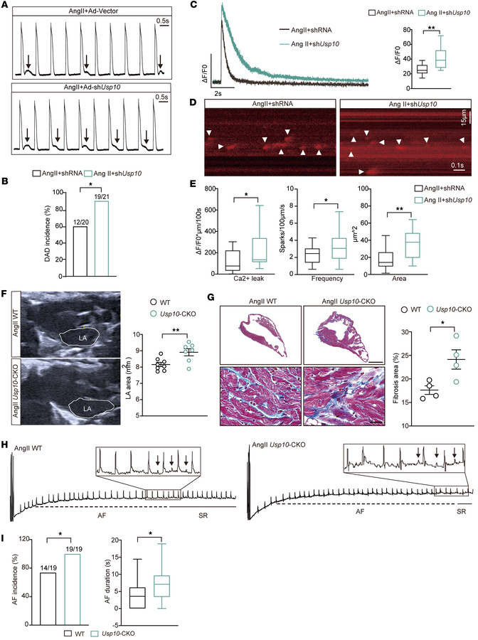 USP10 knockdown exacerbates abnormal calcium handling, DADs, and AF susc...