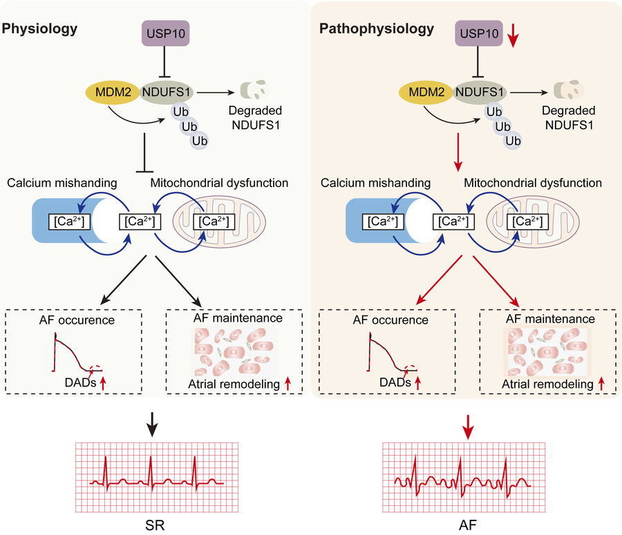 graphical abstract