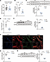 USP10 is decreased in patients with AF and Ang II–treated atrial cardiomyoc